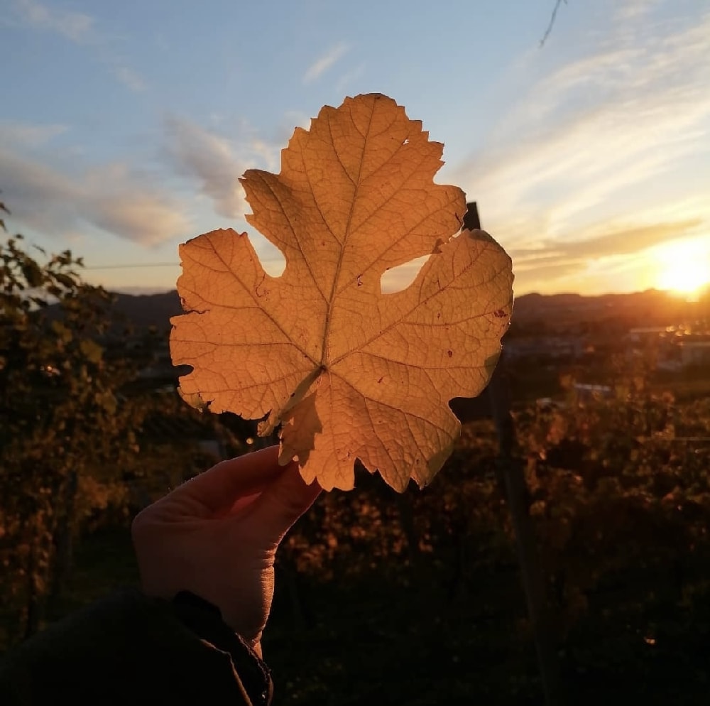 Photo of a grapevine leaf in autumn