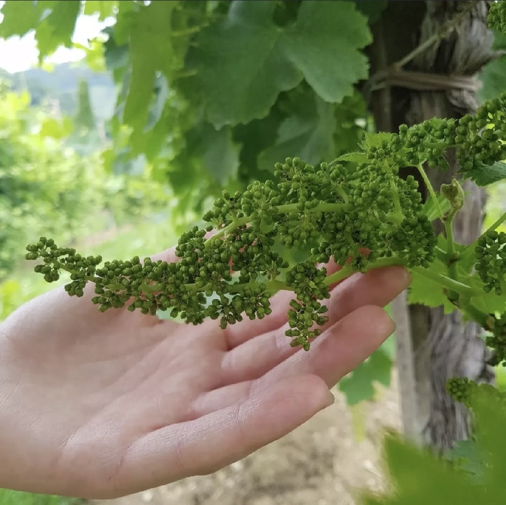 Photo of fruit set, the transition from flower to fruit in the grapevine during summer