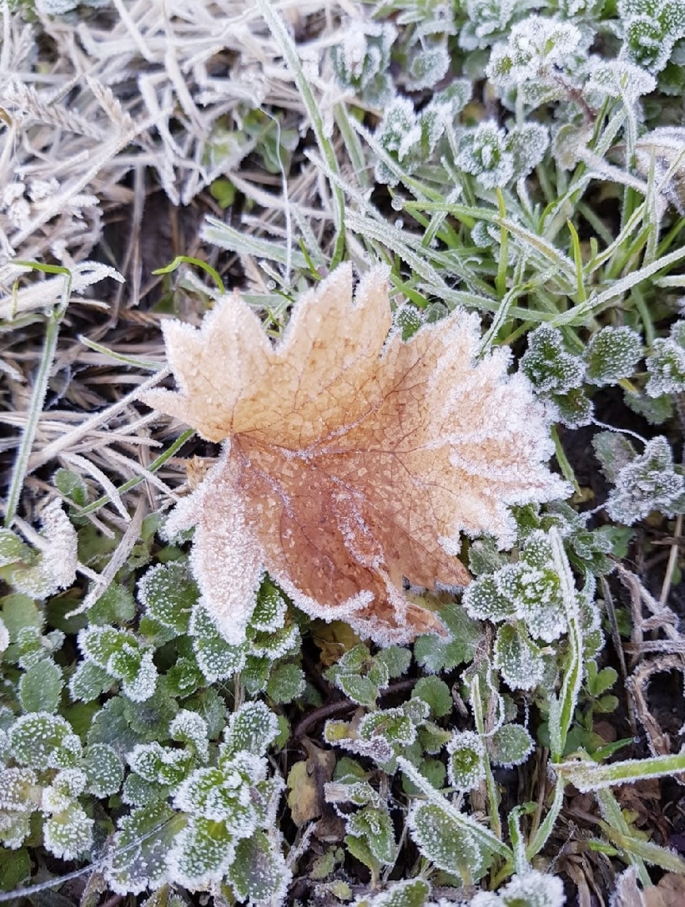 Photo of a grapevine leaf in winter