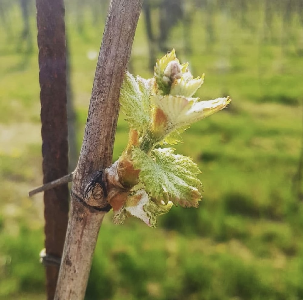 Bud on a vine shoot, in spring