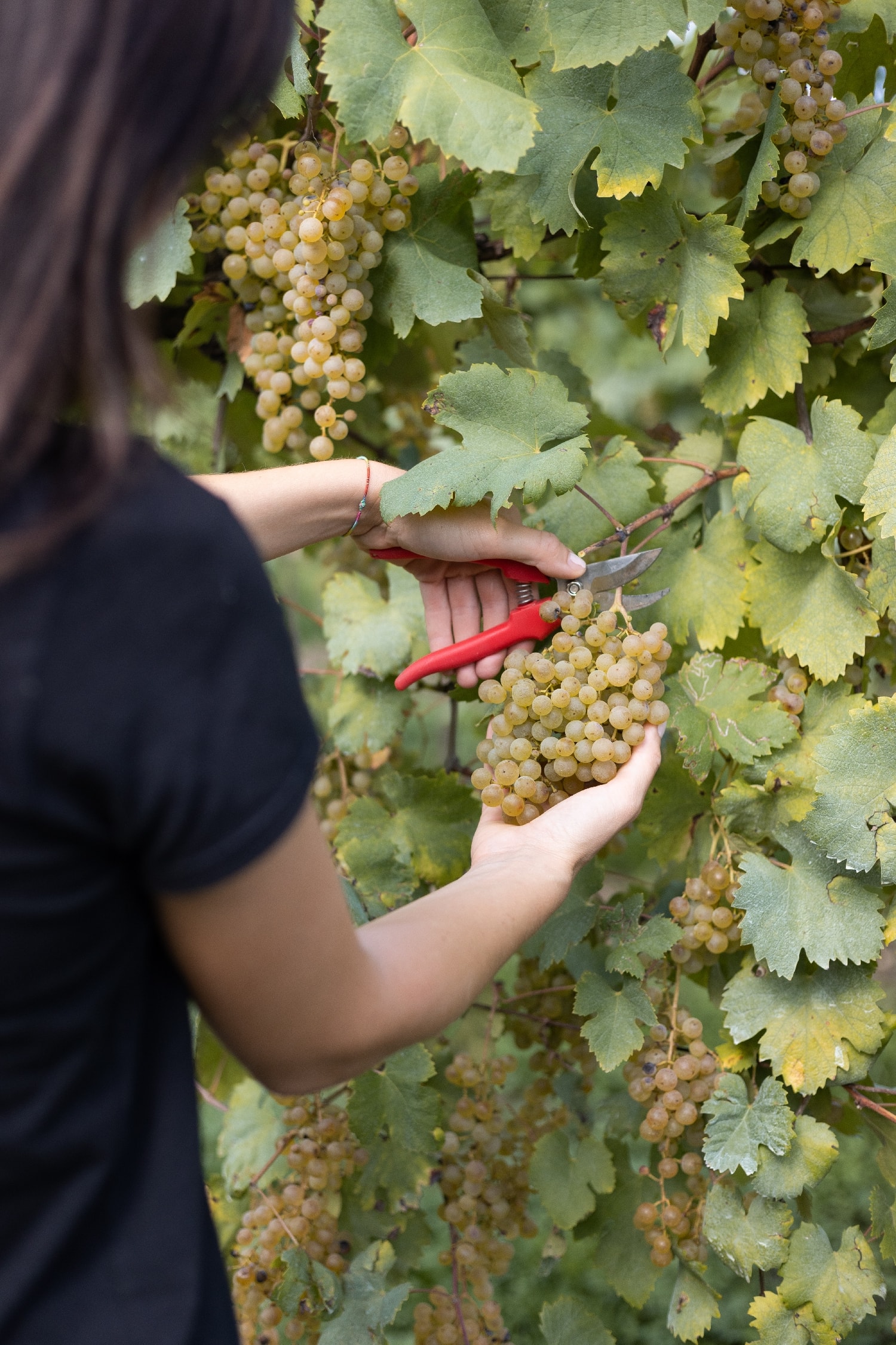 Photo of a harvest moment