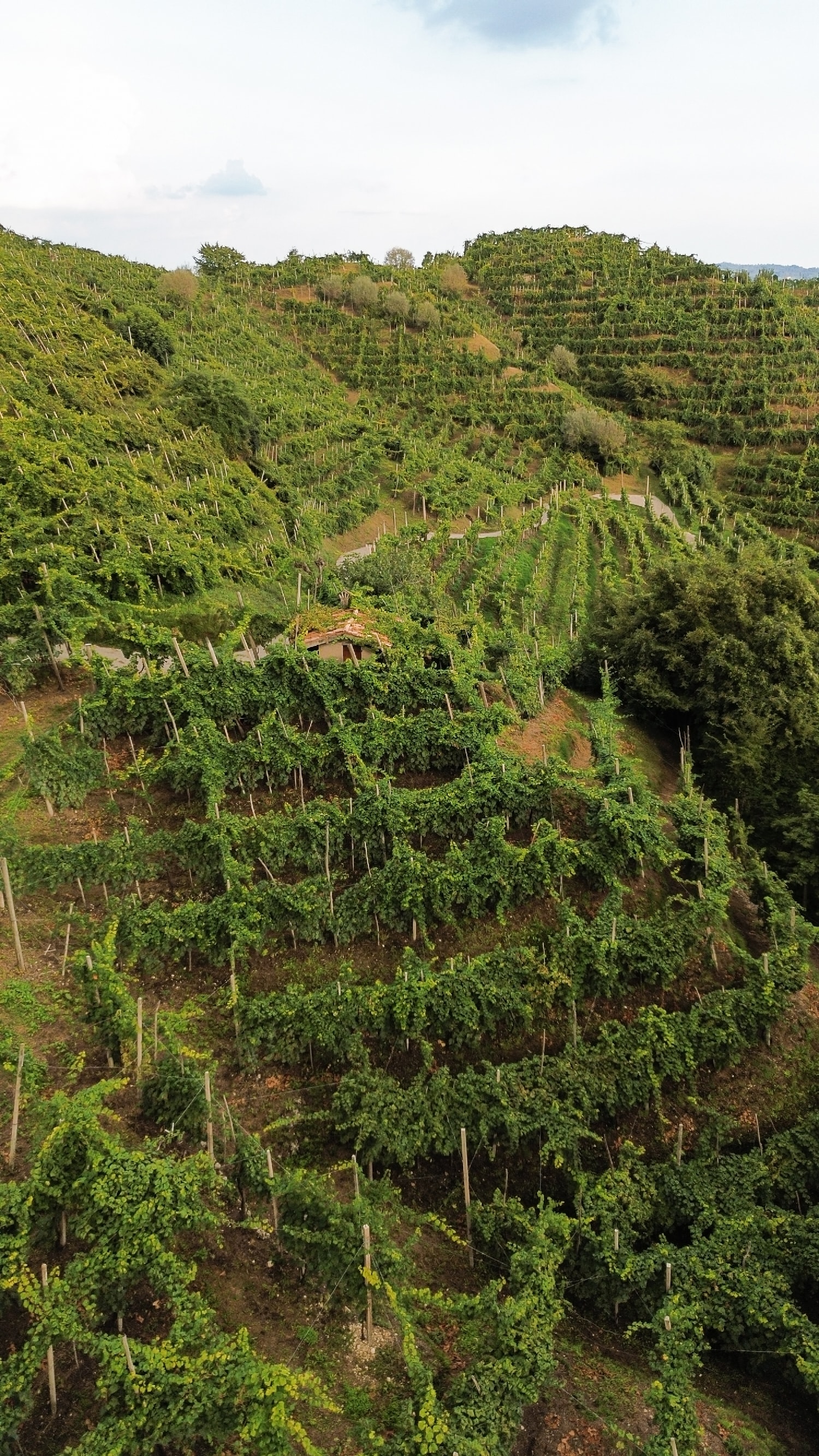First photo of the Rive di Col San Martino vineyard