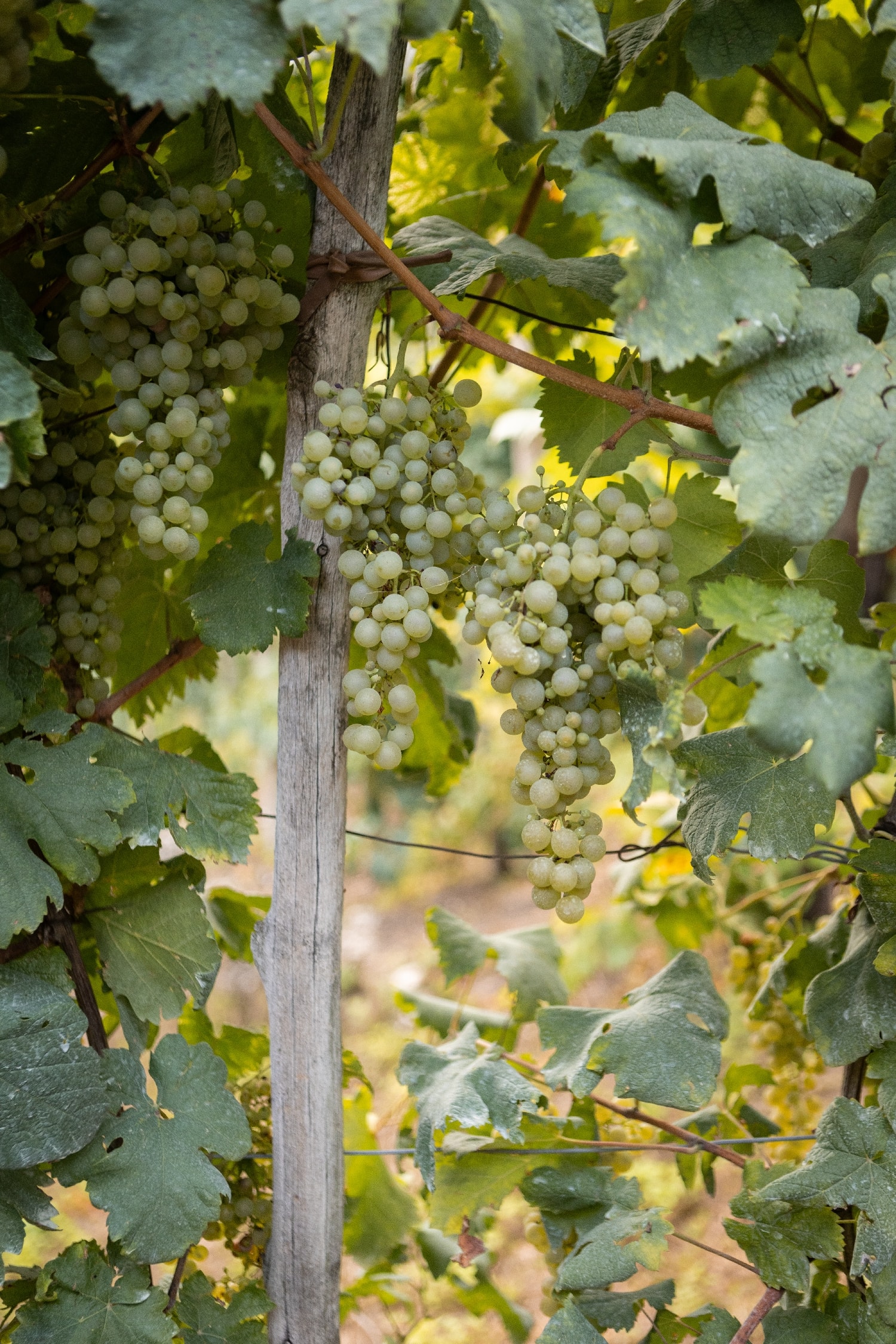 Second photo of the Rive di Col San Martino vineyard