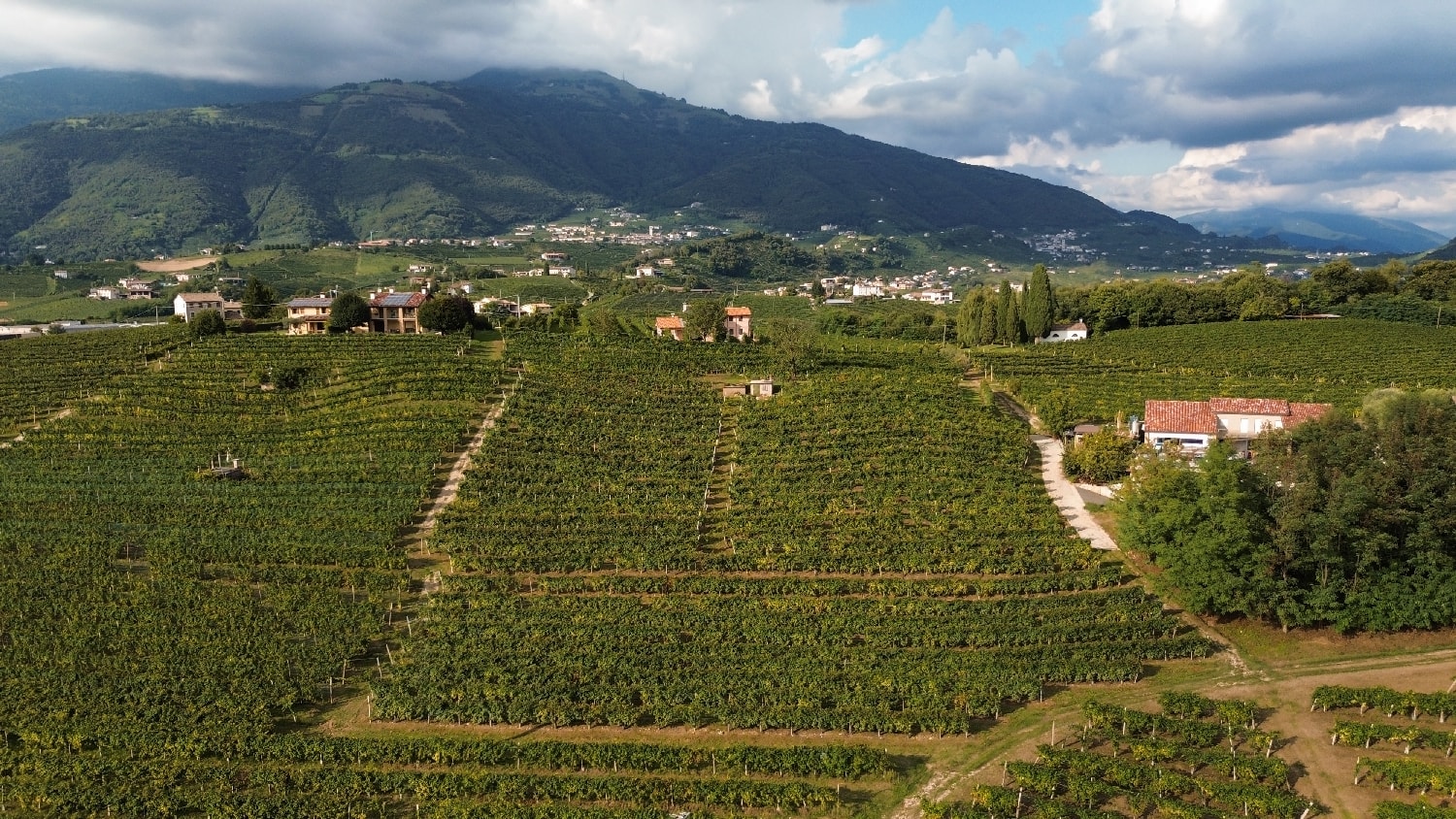 First photo of the Riva di San Giacomo vineyard