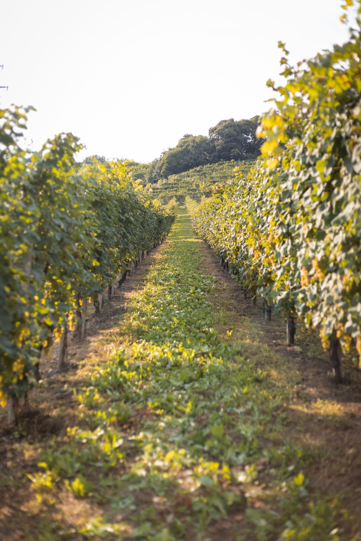 Second photo of the Riva di San Giacomo vineyard